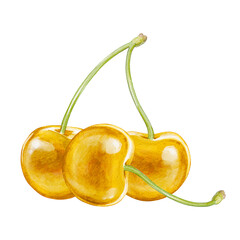cherry digital waterolor stock illustration