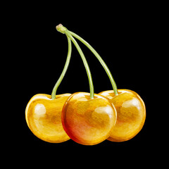 cherry digital waterolor stock illustration