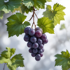 Fresh bunch of grapes hanging from vine leaves against light background  