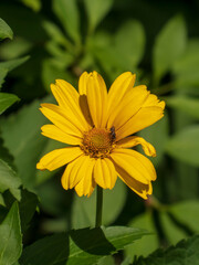 Golden False Sunflower with Small Insect Visitor