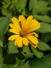 Bright Yellow False Sunflower in Natural Sunlight
