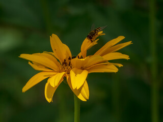 Sweet Oxeye Flower Visited by a Bee