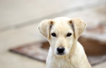 portrait of white stray puppy, pet theme