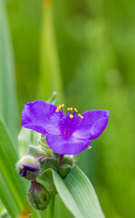 Beautiful close-up of tradescantia virginiana