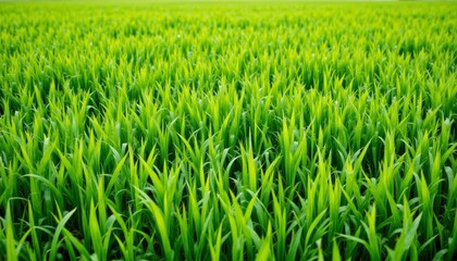 Obraz premium Vast green grass field, serene nature landscape of tranquil meadow lush