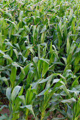 A wide, sunlit cornfield stretching across the countryside, with tall green stalks and golden tassels swaying gently in the breeze. The landscape reflects the beauty of rural agriculture and seasonal 