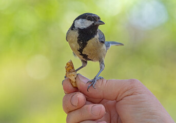 A titmouse bird sits on a hand