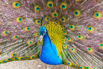 Obraz premium Beautiful Peacock at the zoo