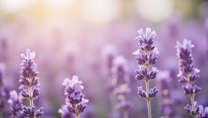 Bathing in sunlight, a field of lavender flowers in full bloom sunlit
