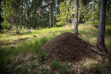Anthill in the forest on a sunny summer morning
