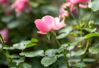 Vibrant Pink Roses Blooming Beautifully in a Lush, Colorful Garden of Abundant Flora