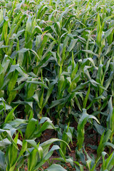 A wide, sunlit cornfield stretching across the countryside, with tall green stalks and golden tassels swaying gently in the breeze. The landscape reflects the beauty of rural agriculture and seasonal 