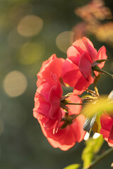 Vibrant Red Roses Blooming Beautifully in a Lush, Colorful Garden of Abundant Flora