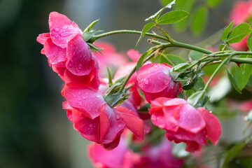 Vibrant Red Roses Blooming Beautifully in a Lush, Colorful Garden of Abundant Flora