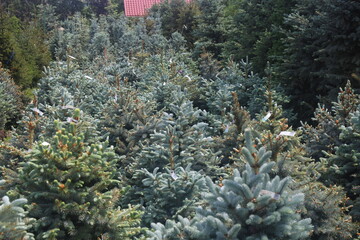 pine runners, coniferous seedlings for sale in a nursery, coniferous seedlings, landscape design, 2