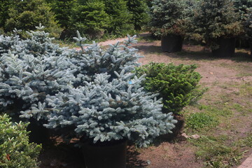 pine runners, coniferous seedlings for sale in a nursery, coniferous seedlings, landscape design, 2
