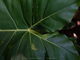 Close Up of Green Leaf © Joao Daniel Barros 