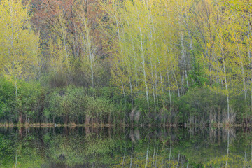 Spring landscape at dawn of the shoreline of Hall Lake with mirrored reflections in calm water, Yankee Springs State Park, Michigan, USA