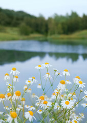 Beautiful view with chamomile flowers against lake and green forest, soft focus. summer landscape. natural Background for harmony, relax atmosphere, unity with nature