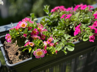 Beautiful blooming pink Calibrachoa decorative bell flowers in flower pot close up in balcony terrace garden