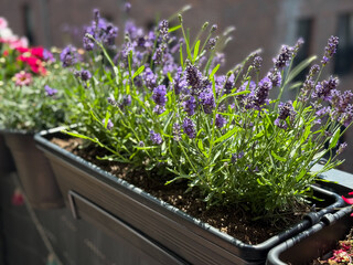Blooming purple lavender in balcony garden close up © Lapasmile