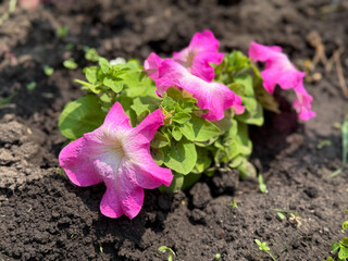 Beautiful blooming pink white Petunias bell flowers growing on flowers bed close up