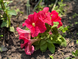 Beautiful blooming pink white Petunias bell flowers growing on flowers bed close up