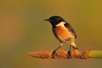 European stonechat saxicola rubicola bird songbird wildlife nature predator cock o the north,...