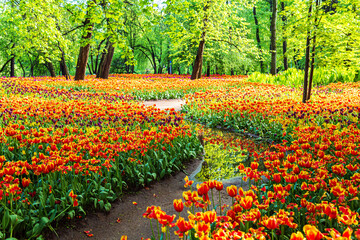 Blooming colorful tulips in the park. Tulip festival.