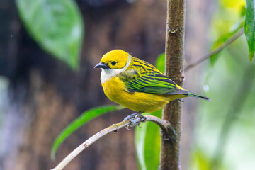Silver-throated Tanager in Costa Rica