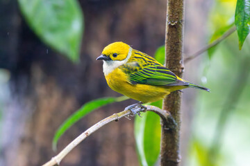 Fototapeta premium Silver-throated Tanager in Costa Rica