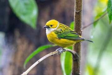 Silver-throated Tanager in Costa Rica