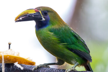 A Northern Emerald-Toucanet in Costa Rica