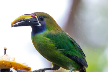 A Northern Emerald-Toucanet in Costa Rica