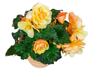 Isolated potted begonia flower
