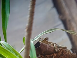 green sprout growing in soil
