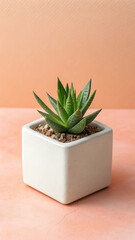 Close up of aloe plant in white square pot against a peach colored background