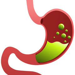 Human Stomach Vector Illustration – Anatomy of Internal Organs