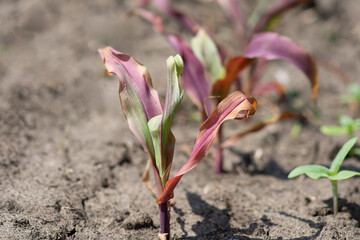 Small corn sprouts with anthocyanin pigment in a farm field. Drought and climate change, arid conditions for growing organic crops.