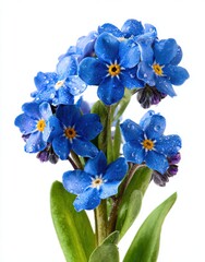 Fototapeta premium Premium image of vibrant blue forget-me-nots, a classic spring flower with star-shaped centers and green leaves on a white background, symbolizing the warmth of the season and.