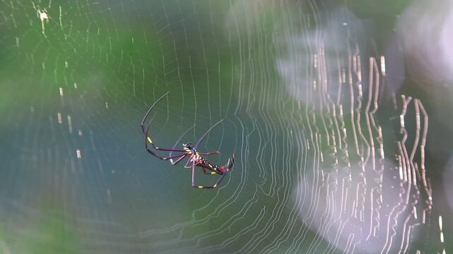 Golden orb-weaver (Nephila pilipes) repairing its web in the morning light. Found in forests and gardens, feeds on flying insects. Known locally as the giant wood spider in English.