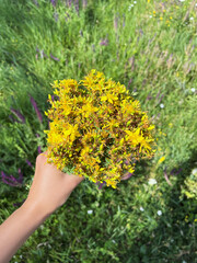 Hand holding a vibrant bouquet of St. John's Wort flowers in a sunlit field