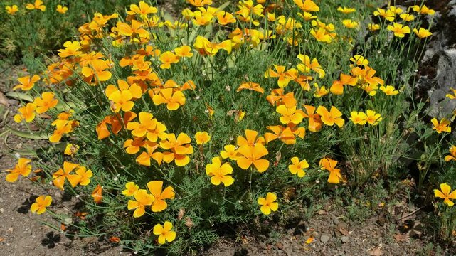 Bl&uuml;hender Kalifornische Mohn im Garten. Gelbgolde farbige Goldmohn Kappenmohn Bl&uuml;ten im Sommer, Bl&uuml;hende Garten Zierpflanze