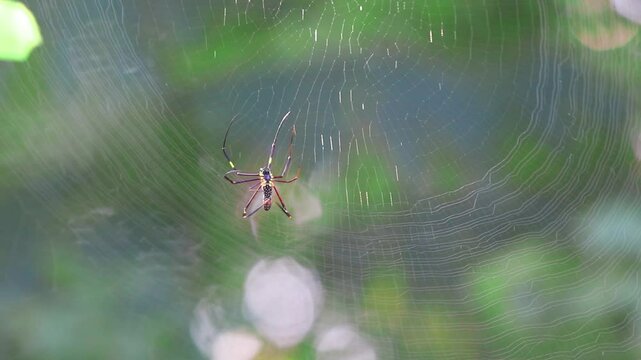 Golden orb-weaver (Nephila pilipes) repairing its web in the morning light. Found in forests and gardens, feeds on flying insects. Known locally as the giant wood spider in English.