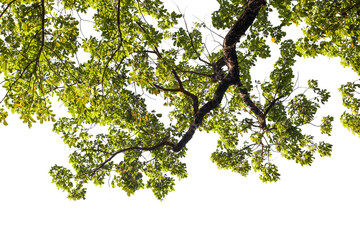 Tropical tree branch with green leaves isolated on white