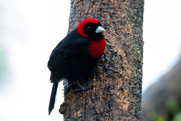 Crimson-collared Tanager in Costa Rica