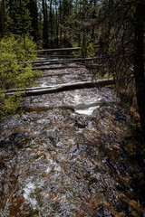 Many trees crossing a wild river in Idaho wilderness