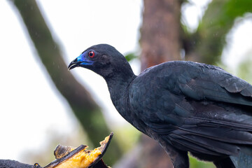 Black Guan in Costa Rica