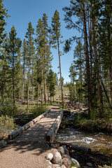 Foot bridge leads into a pine forest