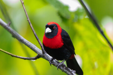 Crimson-collared Tanager in Costa Rica